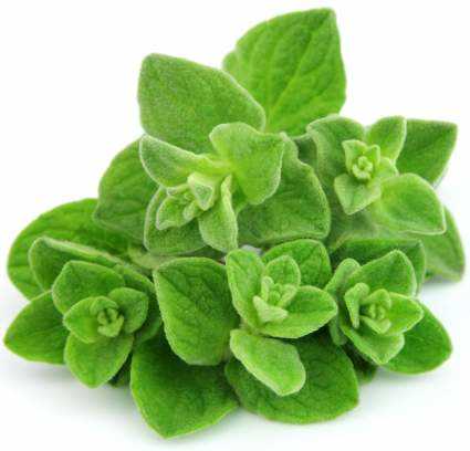 Origanum Vulgare Essential Oil